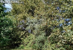 Lote Para Construção Com Vários Arvores De Fruto
