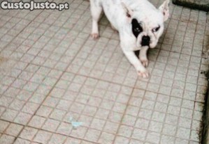 imagem_1