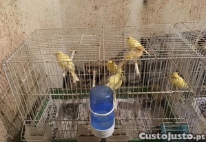 Canários