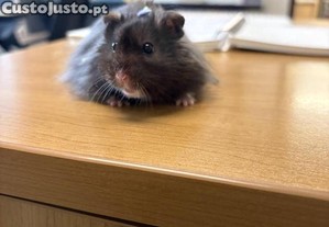Hamster sírio pelo longo bebé