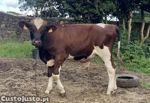 Bezerro Macho