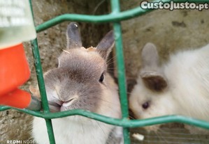 Casal Coelhos Anões