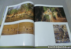 imagem_4