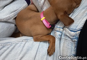 Pinscher fêmea