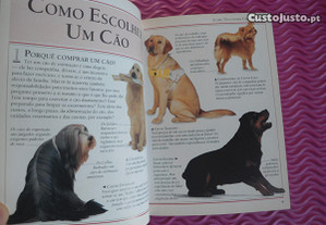 imagem_8