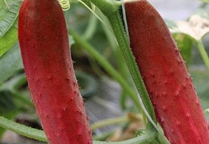 Pepino vermelho (sementes seleccionadas)