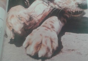 imagem_3