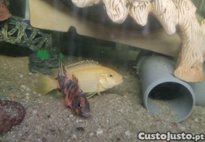 imagem_1