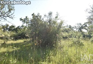 imagem_6