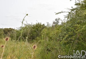 imagem_12