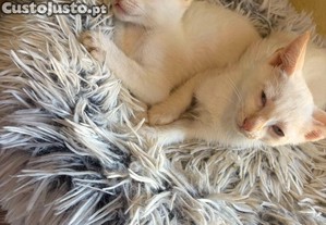 imagem_3