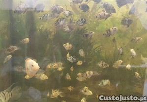 Peixes de fundo