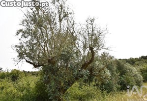 imagem_21
