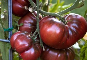 Semente tomate roxo tamanho grande
