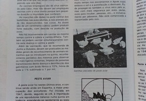 imagem_6