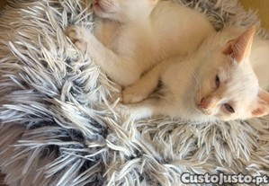 imagem_3