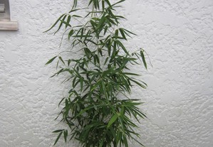 bambu planta