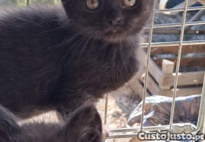 Gatinhos disponiveis
