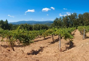 Terreno com plantação de vinha