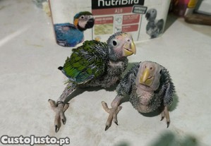 imagem_4