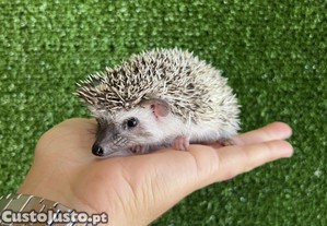 Ourios pigmeus africanos. Super mansos. Documentados.
