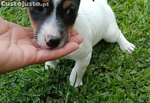 imagem_1