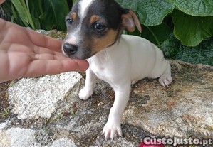 imagem_5