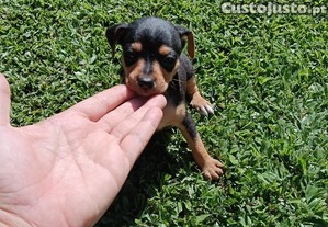 imagem_5