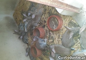 imagem_1