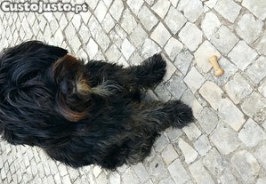 imagem_4