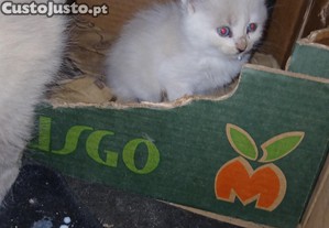 imagem_3