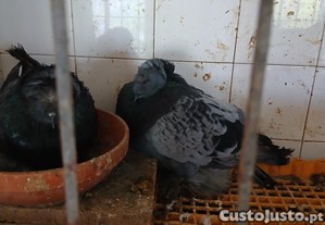 imagem_1