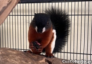 Esquilos tricolor (Callosciurus prevostii)
