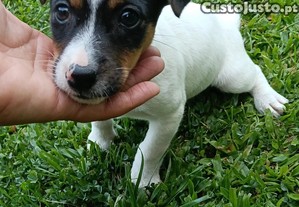 imagem_4