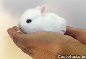 Coelhos anões mini +Gaiola Nova +alimentação adequ