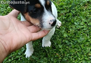 imagem_3