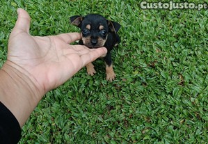 imagem_4