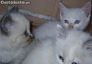 imagem_1