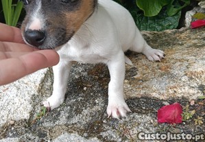 imagem_4