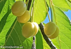 imagem_7