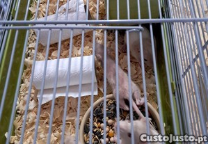 imagem_3