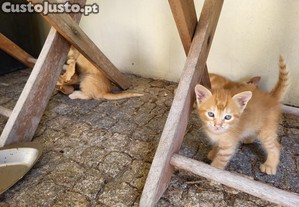 imagem_2