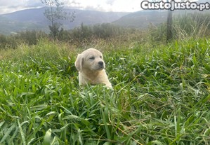 imagem_1