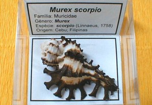 Búzio-Murex scorpio 6x6cm