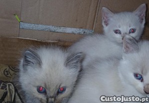 imagem_5