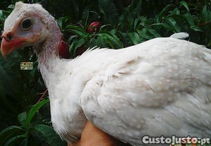 imagem_7
