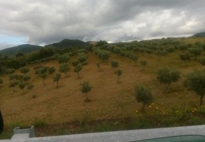 Terreno com olival