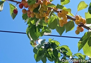 imagem_6