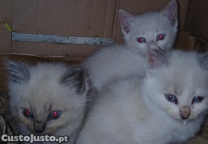 imagem_4