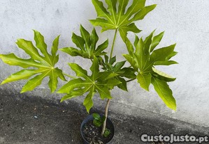 Arbusto de jardim